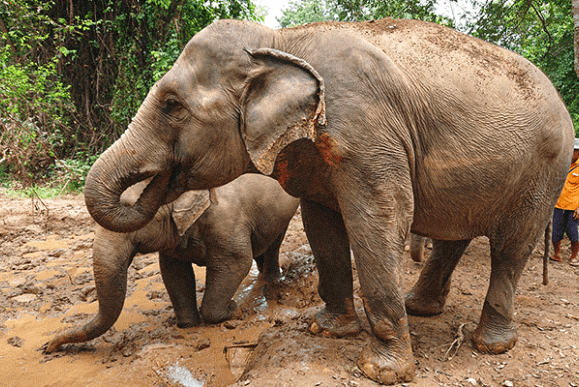 象キャンプ体験